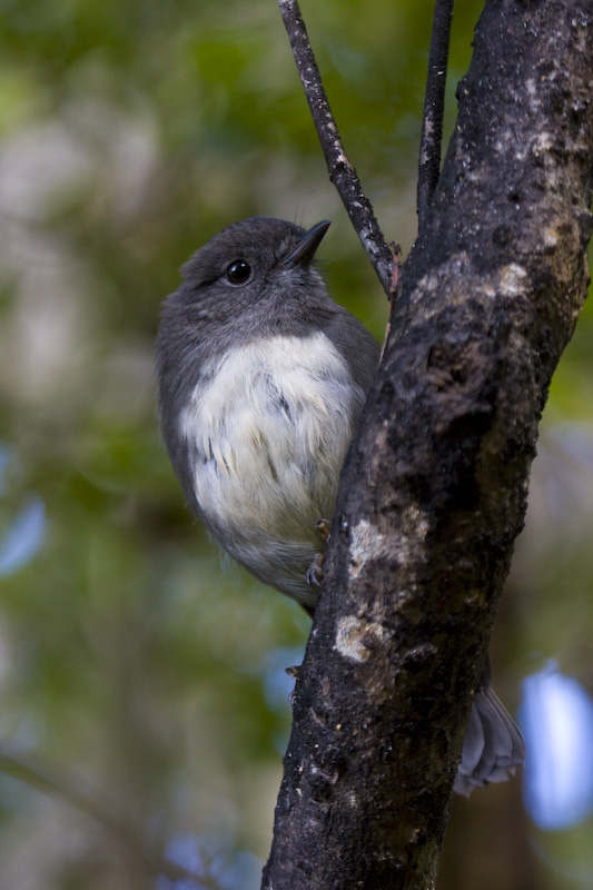 New Zealand Robin Perched On Branch